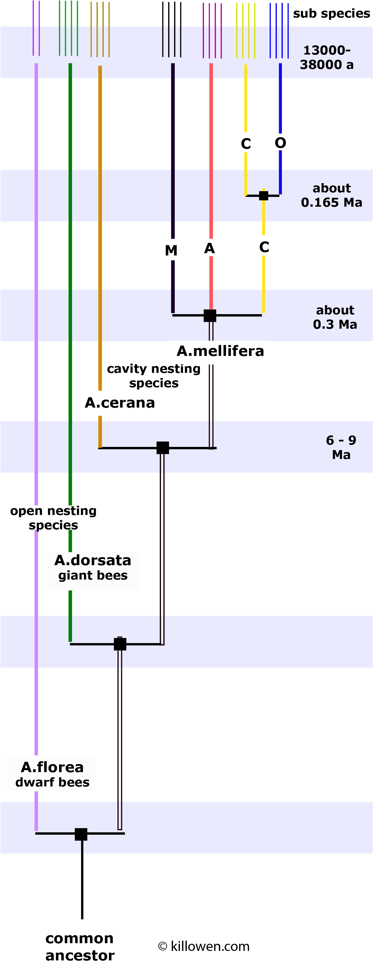 evolution chart honey bee species